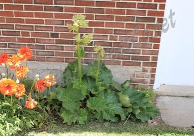 A green plant with tall flower spikes growing near a brick wall and some orange flowers.